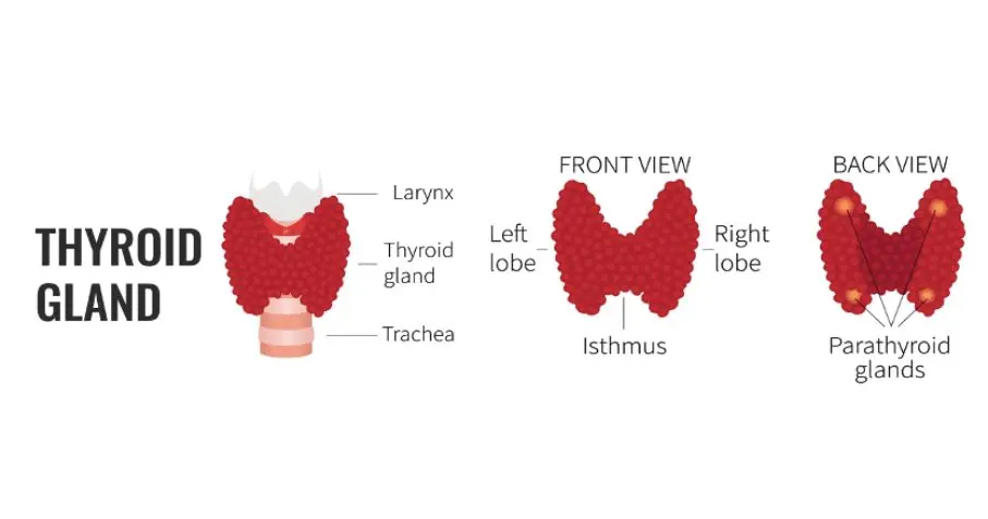 Thyroid Artery Embolization Bangalore